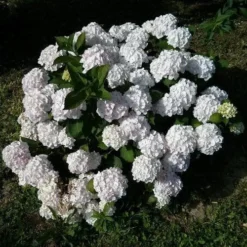 Hydrangea Macrophylla Bianco (Hbabia)