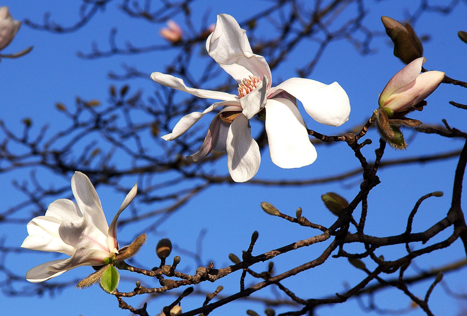 Magnolia X Loebneri Merrill 1 Magnolia X Loebneri Merrill