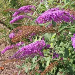 Buddleja Davidii Nanho Purple 7 Buddleja Davidii Nanho Purple -Future Forests 14860763212 d7c1c3e66d k
