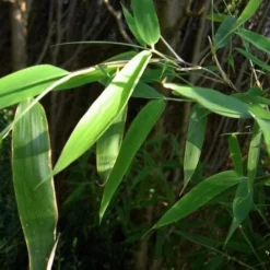 Fargesia Murielae -Future Forests 1bbaf1c0 1257 46b9 8fcd 41a1ab8b717a