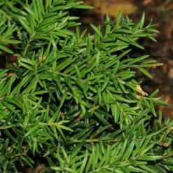 Saxegothea Conspicua - Prince Alberts Yew