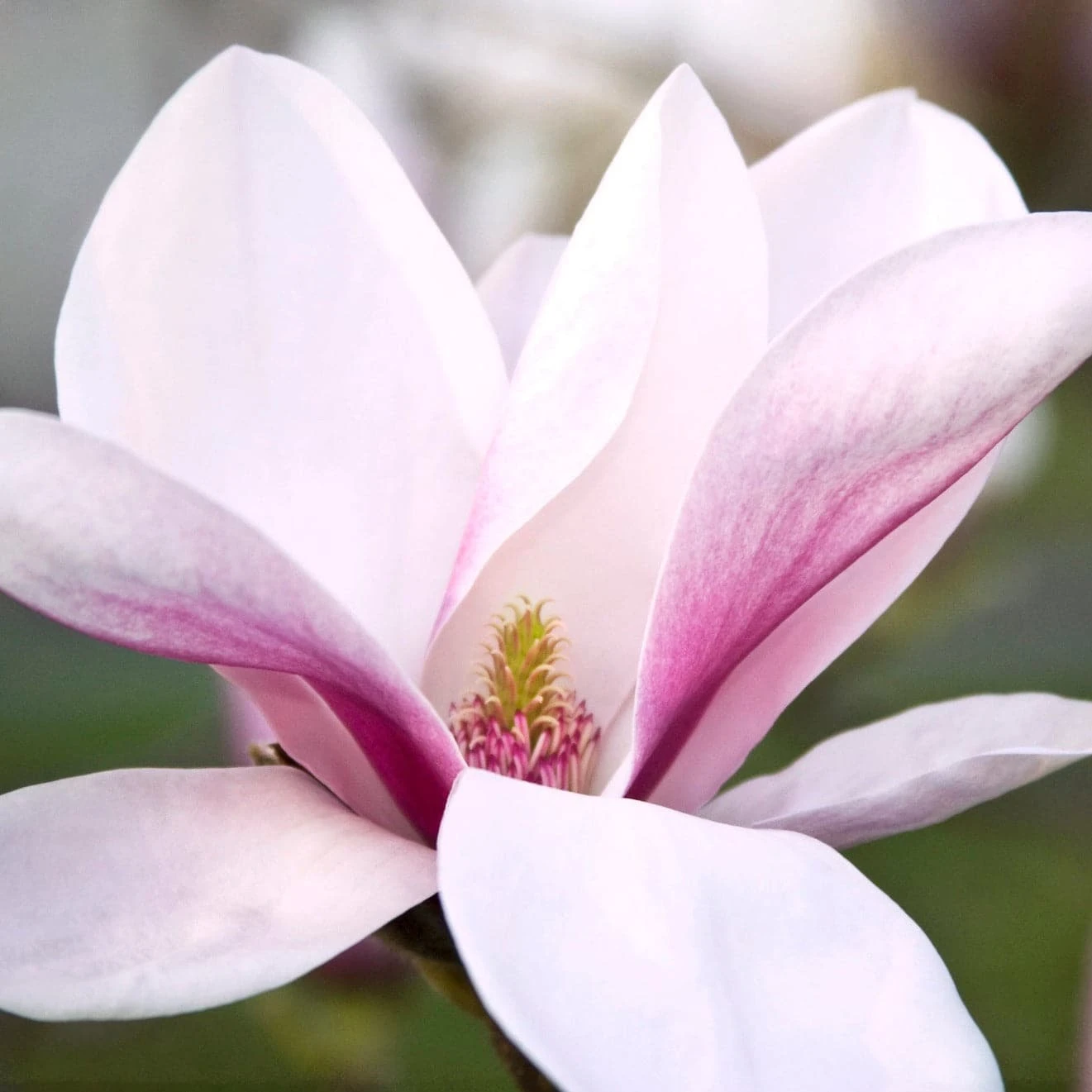 Magnolia Big Dude 1 Magnolia Big Dude