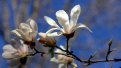 Magnolia X Loebneri Merrill 7 Magnolia X Loebneri Merrill -Future Forests 49180092836 bd8e954b56 k