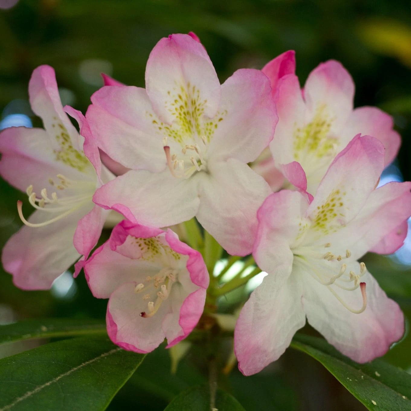 Rhododendron Lady Alice Fitzwilliam 1 Rhododendron Lady Alice Fitzwilliam
