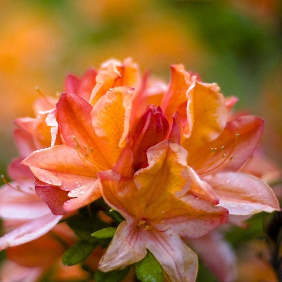 Azalea Mollis Glowing Embers 1 Azalea Mollis Glowing Embers