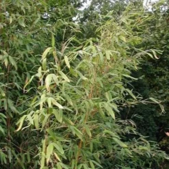 Fargesia Murielae -Future Forests 7c9c2b3c 4d51 4a10 85cd 37ea96db6270