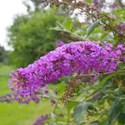 Buddleja Davidii Nanho Purple