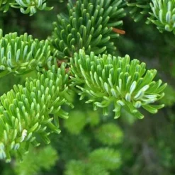 Abies Fraseri - Fraser Fir -Future Forests Abies fraseri 02