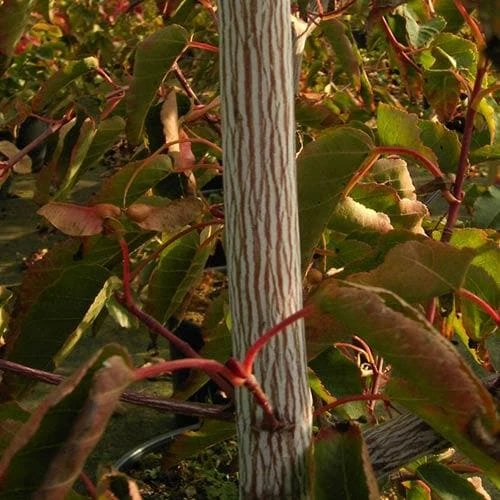 Acer Davidii Serpentine - Snakebark Maple 2 Acer Davidii Serpentine - Snakebark Maple - Image 2