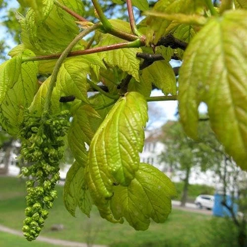 Acer Pseudoplatanus Worley 2 Acer Pseudoplatanus Worley - Image 2