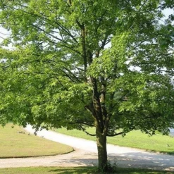 Acer Saccharum 14 Acer Saccharum -Future Forests Acer saccharum 06