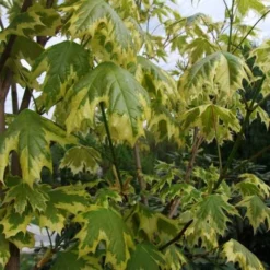 Acer Platanoides Drummondii