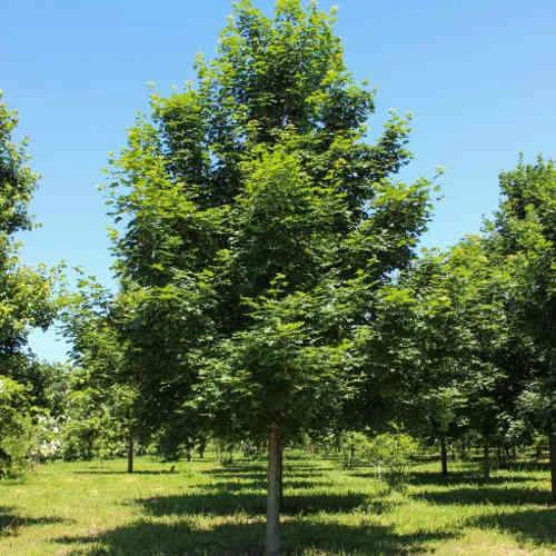 Acer Truncatum X Acer Platanoides Keith’s Form (Norwegian Sunset®) 2 Acer Truncatum X Acer Platanoides Keith’s Form (Norwegian Sunset®) - Image 2