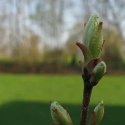 Acer Rubrum Red Sunset -Future Forests Acer Rubrum Red Sunset 02