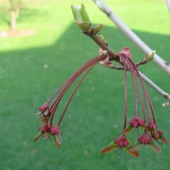 Acer Rubrum Red Sunset -Future Forests Acer Rubrum Red Sunset 03