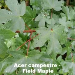 Neat Natural Hedge Mix 6 Neat Natural Hedge Mix -Future Forests Acer campestre 1 480a1d7f 49a8 4bac a00d 6fcd3d7eeb83