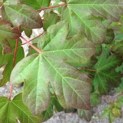 Acer Campestre Red Shine 2 Acer Campestre Red Shine - Image 2