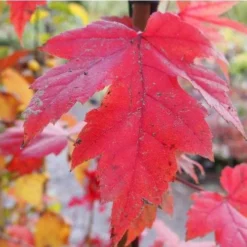 Acer X Freemanii Autumn Blaze