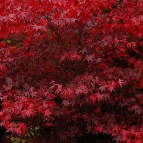 Acer Palmatum Bloodgood 1 Acer Palmatum Bloodgood