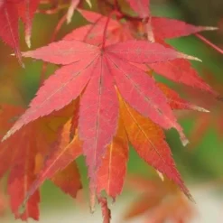 Acer Palmatum Atropurpureum 8 Acer Palmatum Atropurpureum -Future Forests Acer palmatum Atropurpureum 04