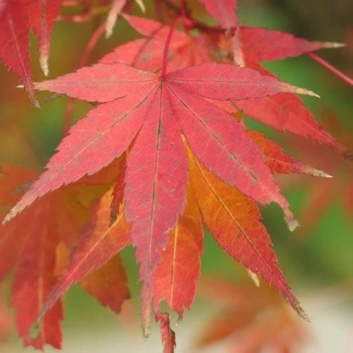 Acer Palmatum Atropurpureum 3 Acer Palmatum Atropurpureum - Image 3