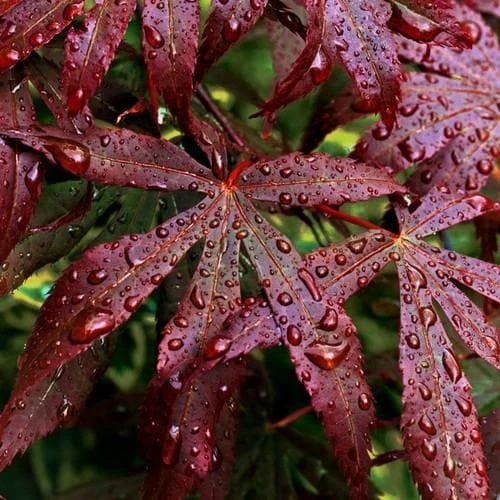 Acer Palmatum Bloodgood 2 Acer Palmatum Bloodgood - Image 2