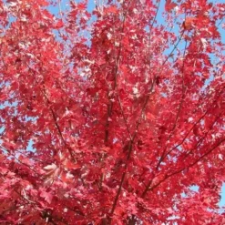 Acer Rubrum Fairview Flame