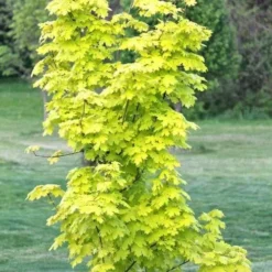 Acer Platanoides Princeton Gold