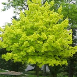 Acer Platanoides Princeton Gold -Future Forests AcerplatanoidesPrincetonGold 03