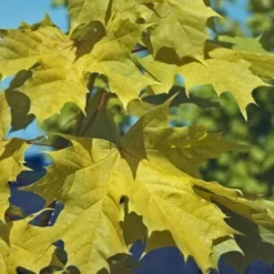 Acer Platanoides Princeton Gold -Future Forests AcerplatanoidesPrincetonGold 04