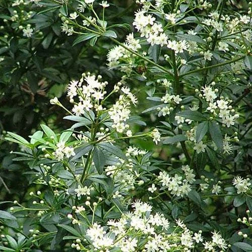 Acradenia Frankliniae 4 Acradenia Frankliniae - Image 4