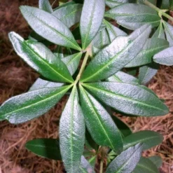 Acradenia Frankliniae 9 Acradenia Frankliniae -Future Forests Acradenia frankliniae 03