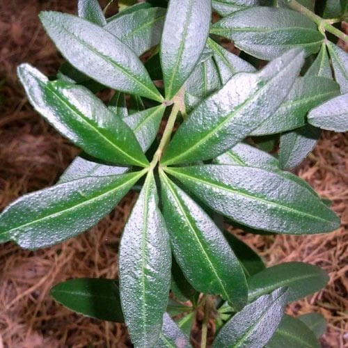 Acradenia Frankliniae 5 Acradenia Frankliniae - Image 5