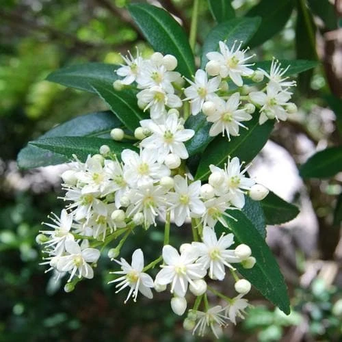 Acradenia Frankliniae 1 Acradenia Frankliniae