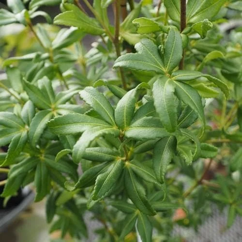 Acradenia Frankliniae 2 Acradenia Frankliniae - Image 2