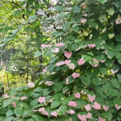 Actinidia Kolomikta -Future Forests Actinidia kolomikta 03