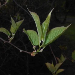 Actinidia Kolomikta -Future Forests Actinidia kolomikta 06