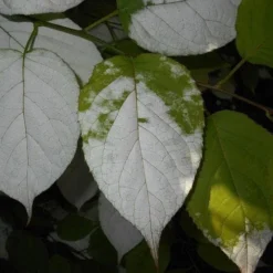 Actinidia Kolomikta -Future Forests Actinidia kolomikta 07