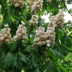 Aesculus Hippocastanum Baumannii 6 Aesculus Hippocastanum Baumannii -Future Forests Aesculus hippocastanum Baumanii 04