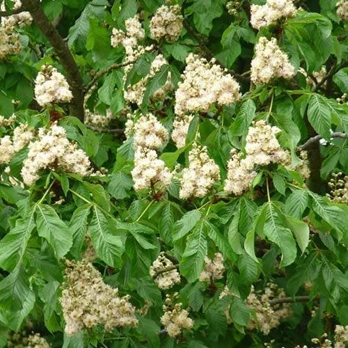 Aesculus Hippocastanum Baumannii 4 Aesculus Hippocastanum Baumannii - Image 4