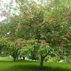 Aesculus Pavia 6 Aesculus Pavia -Future Forests Aesculus pavia 01