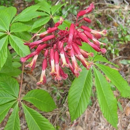 Aesculus Pavia 1 Aesculus Pavia