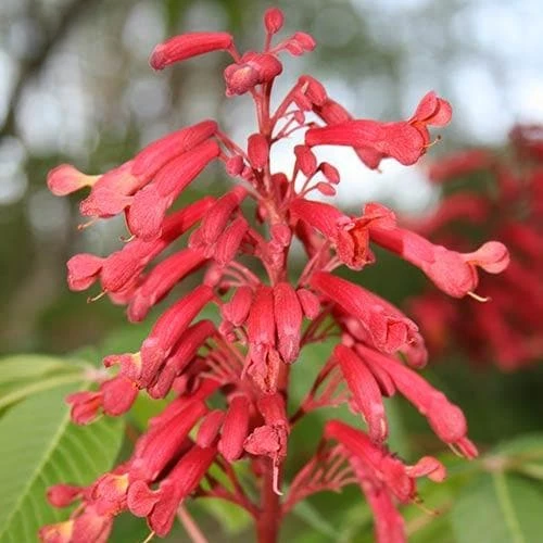 Aesculus Pavia 4 Aesculus Pavia - Image 4