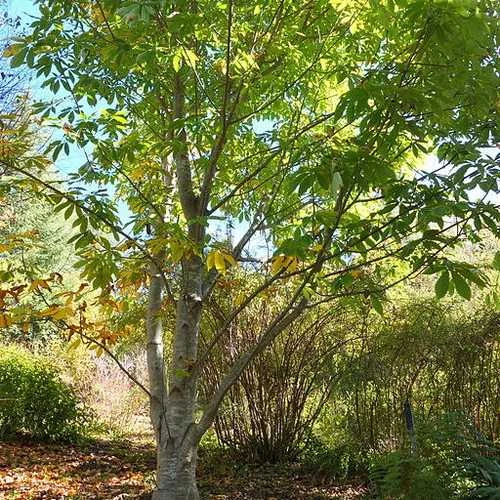 Aesculus Indica - Indian Horse Chestnut 2 Aesculus Indica - Indian Horse Chestnut - Image 2