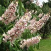 Aesculus Indica - Indian Horse Chestnut