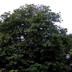 Aesculus Indica - Indian Horse Chestnut 7 Aesculus Indica - Indian Horse Chestnut -Future Forests Aesculus Indica 04