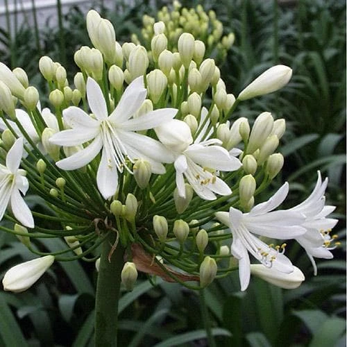 Agapanthus Arctic Star 2 Agapanthus Arctic Star - Image 2
