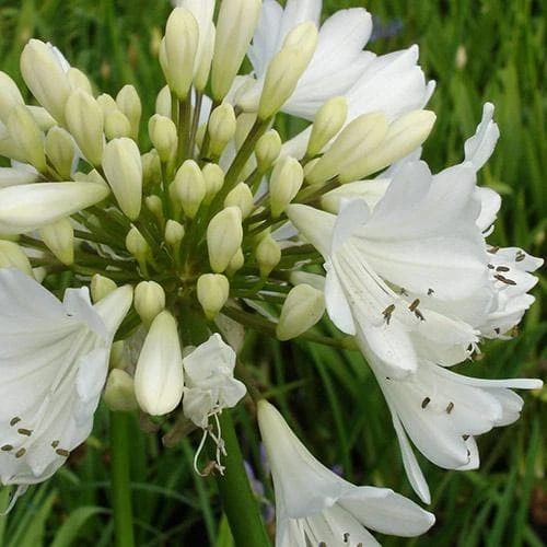 Agapanthus Arctic Star 4 Agapanthus Arctic Star - Image 4