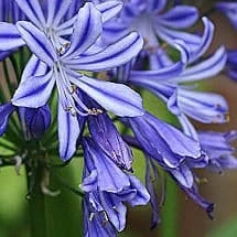 Agapanthus Charlotte