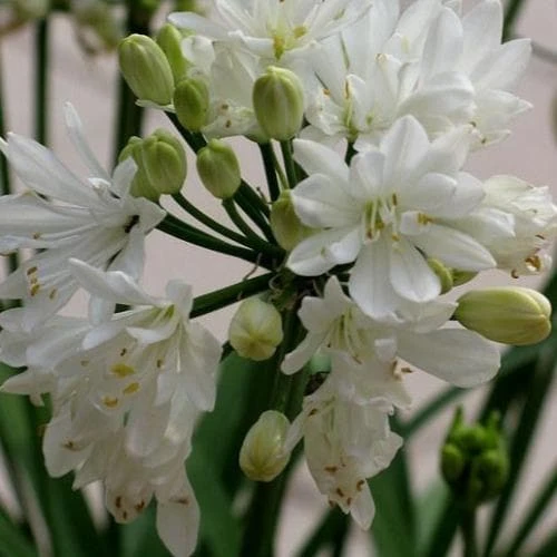 Agapanthus Double Diamond 2 Agapanthus Double Diamond - Image 2